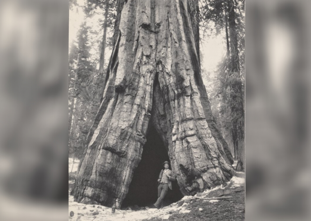 Sequoia giganteum